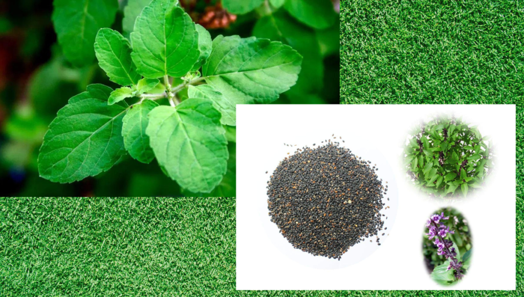 Tulsi Description Uses Benefits Remedies Milind Ayurved