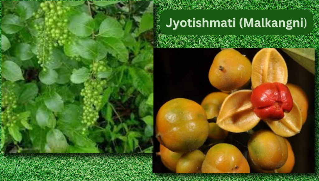 Jyotishmati: An ultimate magical herb