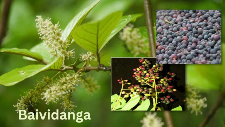 "Vidanga herb, also known as Embelia ribes, is a small, woody climbing shrub with green leaves and small red berries.