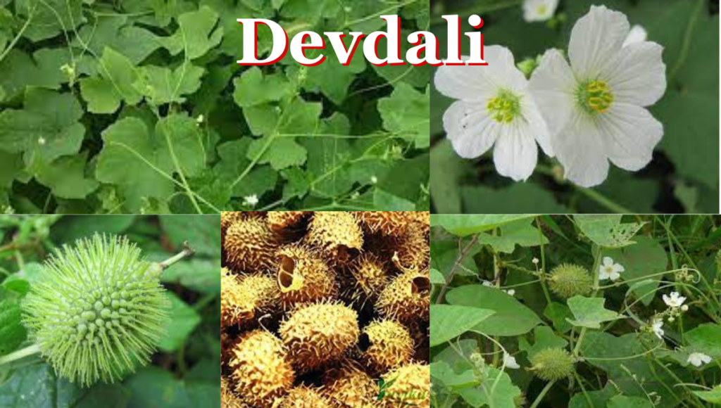 Devdali Benefits and Uses