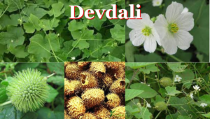 Devdali, a herb with ultimate health benefits