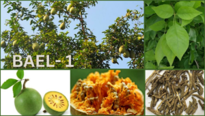 "Close-up of ripe bael fruit on a branch with green leaves"