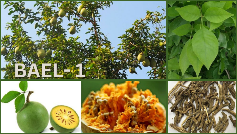 "Close-up of ripe bael fruit on a branch with green leaves"