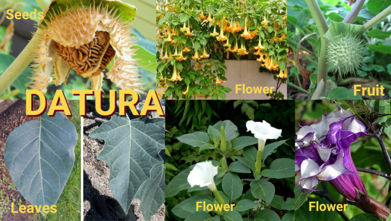 Dhatur plant images with fruit, leaves, and flowers in different color.